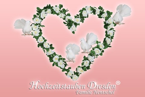 Hochzeitstauben für das Erzgebirge und Umgebung, Hochzeitstauben · Ballons Dresden, Logo