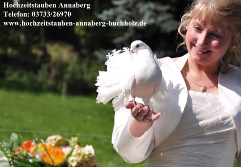 Hochzeitstauben Annaberg, Hochzeitstauben · Ballons   Annaberg-Buchholz, Logo